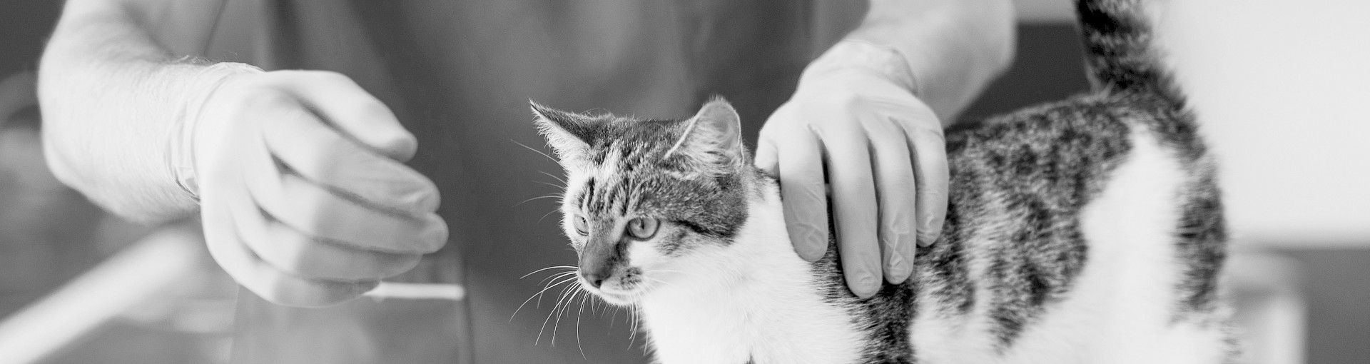 Kleintiernotdienst Stadt Oldenburg, Praxen Kleintiernotdienst Stadt Oldenburg, Praxen